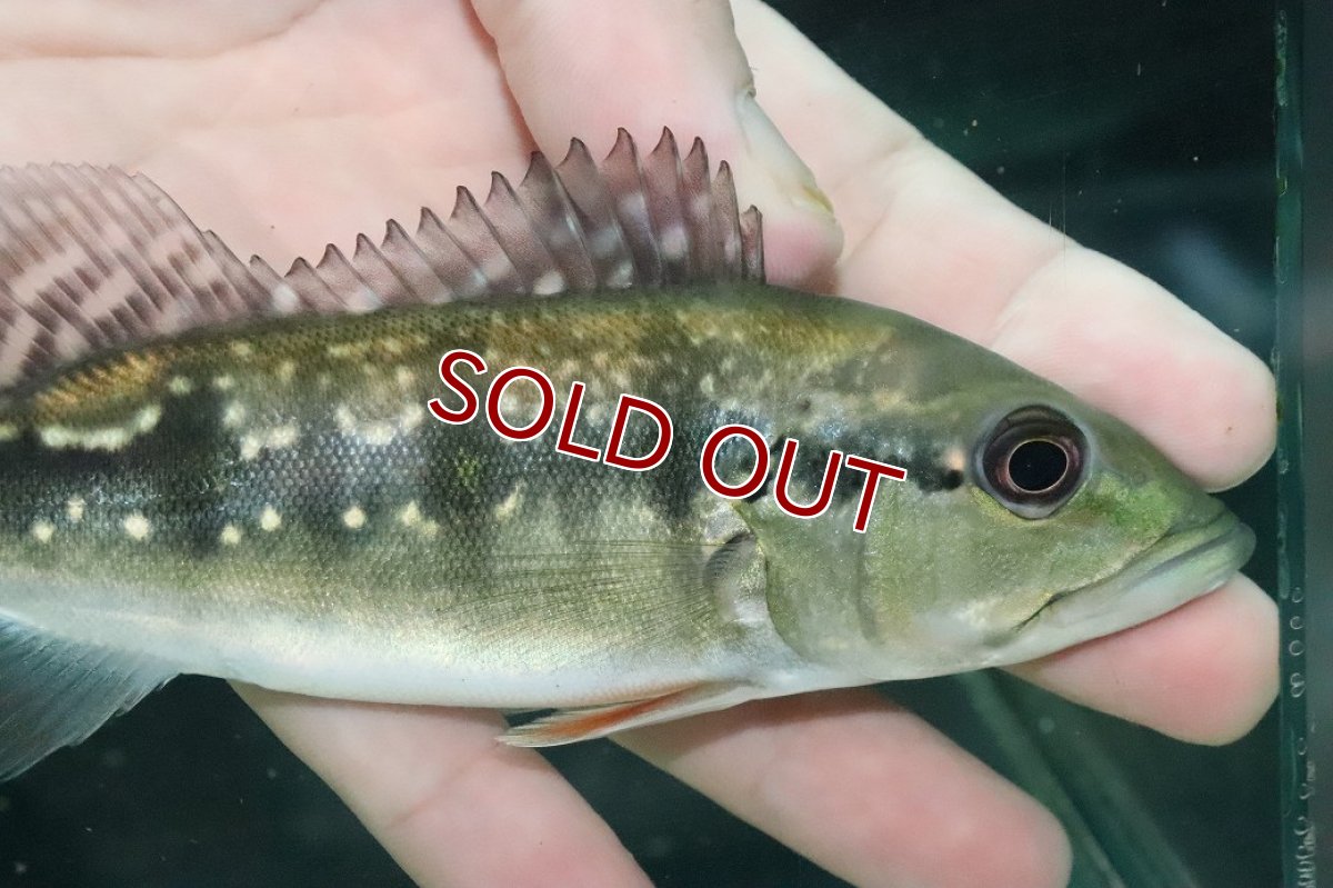 画像2: 【淡水魚】【通販】大きめ 人工飼料Ok キクラ インターメディア【１匹 サンプル画像】(±14-15cm)(大型魚)(生体)(熱帯魚)NKO (2)