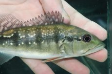 画像2: 【淡水魚】【通販】大きめ 人工飼料Ok キクラ インターメディア【１匹 サンプル画像】(±14-15cm)(大型魚)(生体)(熱帯魚)NKO (2)