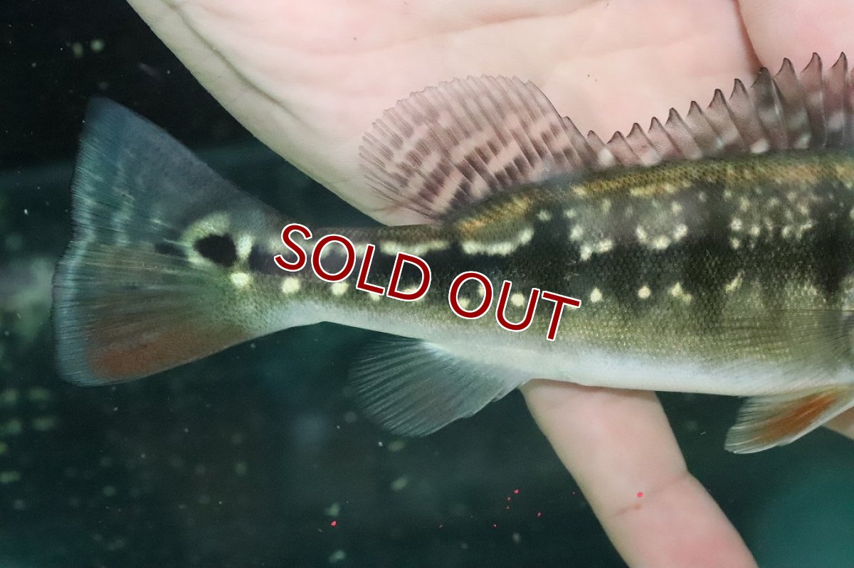 画像3: 【淡水魚】【通販】大きめ 人工飼料Ok キクラ インターメディア【１匹 サンプル画像】(±14-15cm)(大型魚)(生体)(熱帯魚)NKO (3)