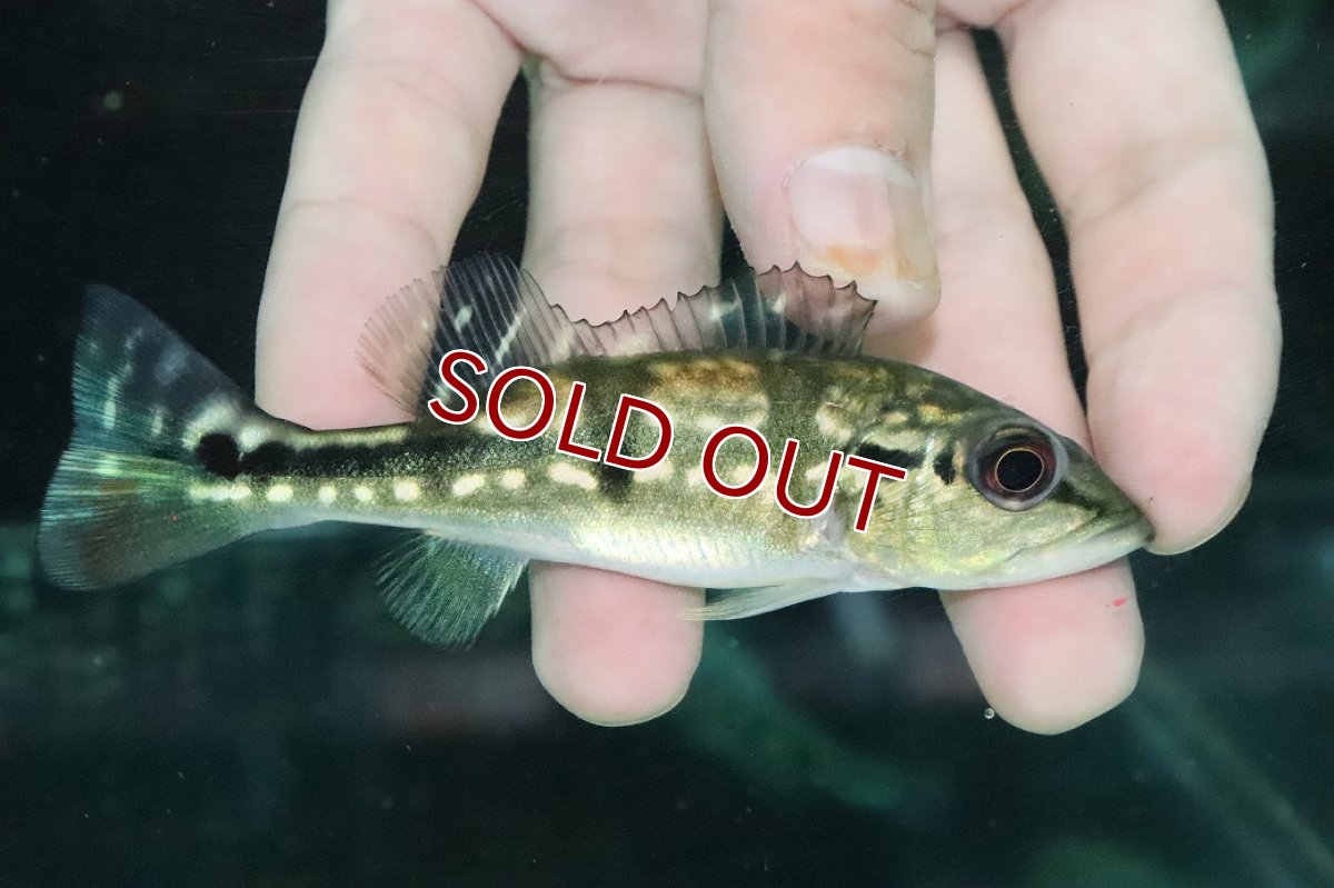 画像1: 【淡水魚】【通販】大きめ 人工飼料Ok キクラ メラニアエ【１匹 サンプル画像】(±10cm)(大型魚)(生体)(熱帯魚)NKO (1)