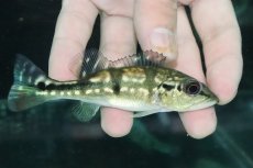 画像1: 【淡水魚】【通販】大きめ 人工飼料Ok キクラ メラニアエ【１匹 サンプル画像】(±10cm)(大型魚)(生体)(熱帯魚)NKO (1)