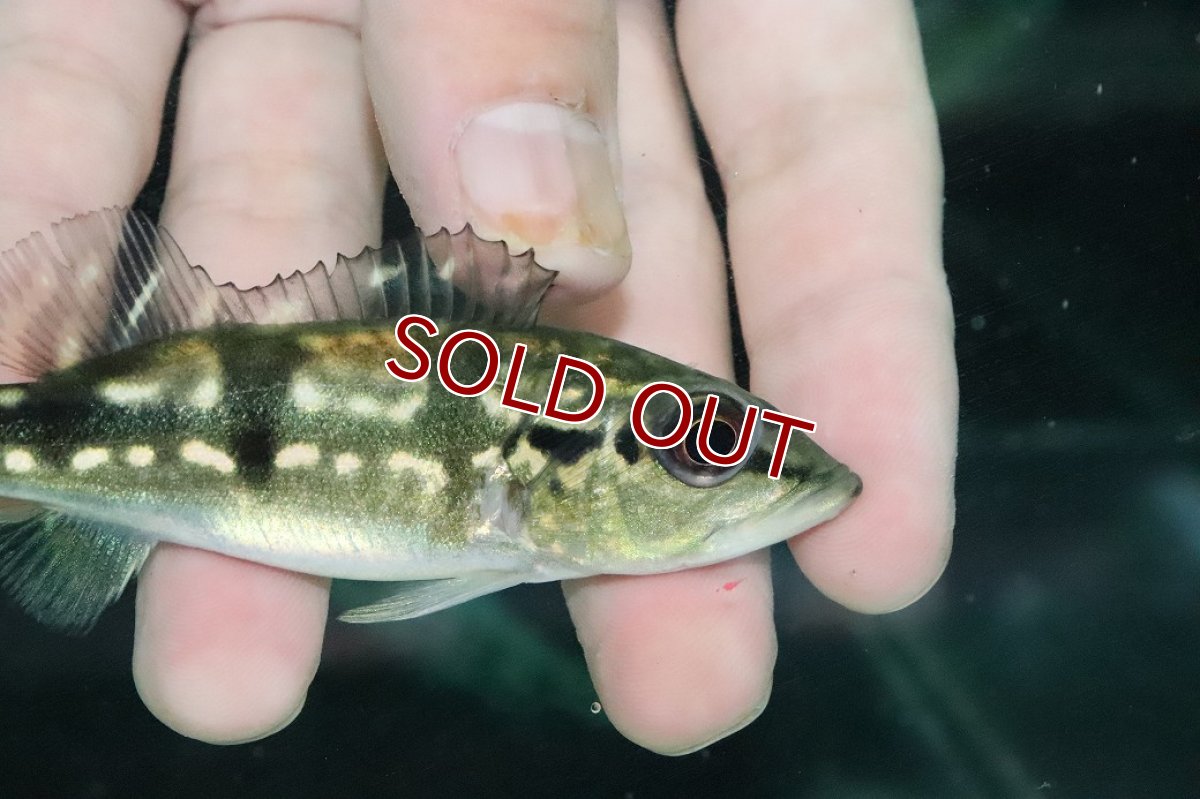 画像2: 【淡水魚】【通販】大きめ 人工飼料Ok キクラ メラニアエ【１匹 サンプル画像】(±10cm)(大型魚)(生体)(熱帯魚)NKO (2)