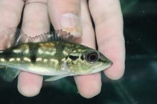 画像2: 【淡水魚】【通販】大きめ 人工飼料Ok キクラ メラニアエ【１匹 サンプル画像】(±10cm)(大型魚)(生体)(熱帯魚)NKO (2)