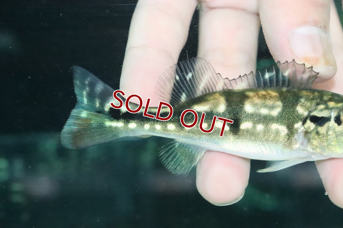 画像3: 【淡水魚】【通販】大きめ 人工飼料Ok キクラ メラニアエ【１匹 サンプル画像】(±10cm)(大型魚)(生体)(熱帯魚)NKO (3)