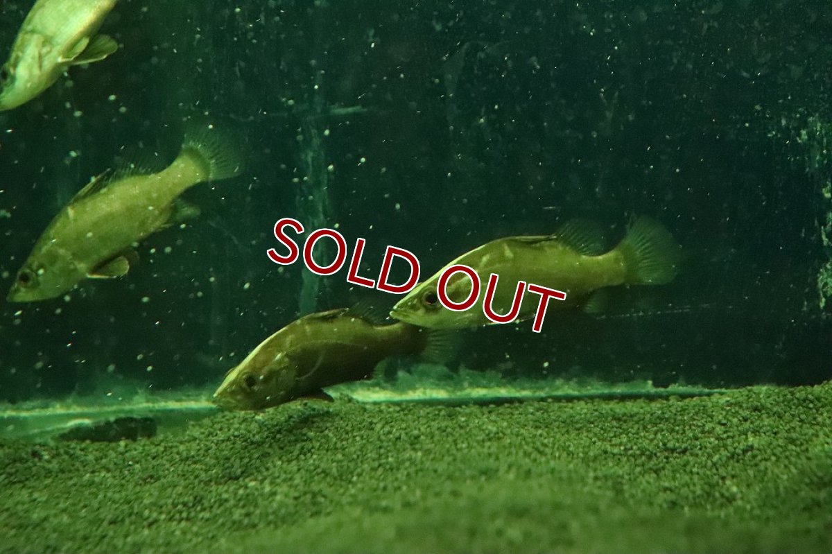 画像1: 【淡水魚】【通販】大特価 希少種 アカメ【１匹 サンプル画像】(±6cm)(大型魚)(生体)(熱帯魚)NKO (1)