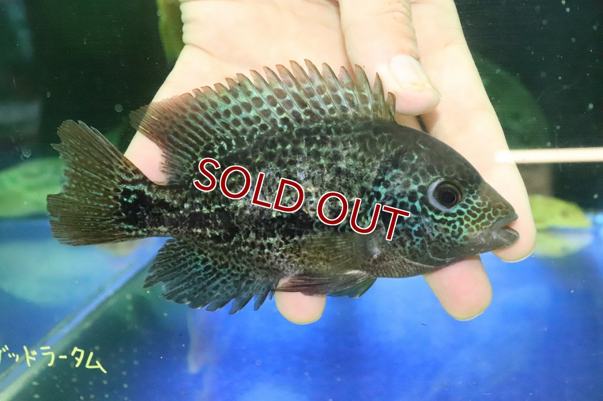 画像1: 【ウィンターセール 10％OFF対象商品】【淡水魚】【通販】激安 大きめ ヴィエジャ　グッドラータム【１匹 サンプル画像】(±14-15cm)(大型魚)(生体)(熱帯魚)NKO (1)