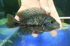 画像1: 【淡水魚】【通販】激安 大きめ ヴィエジャ　グッドラータム【１匹 サンプル画像】(±14-15cm)(大型魚)(生体)(熱帯魚)NKO (1)