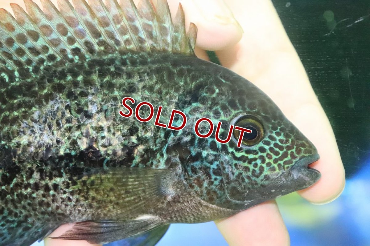 画像2: 【ウィンターセール 10％OFF対象商品】【淡水魚】【通販】激安 大きめ ヴィエジャ　グッドラータム【１匹 サンプル画像】(±14-15cm)(大型魚)(生体)(熱帯魚)NKO (2)