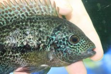 画像2: 【淡水魚】【通販】激安 大きめ ヴィエジャ　グッドラータム【１匹 サンプル画像】(±14-15cm)(大型魚)(生体)(熱帯魚)NKO (2)