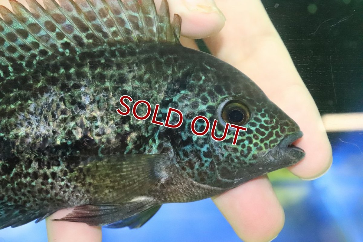 画像3: 【ウィンターセール 10％OFF対象商品】【淡水魚】【通販】激安 大きめ ヴィエジャ　グッドラータム【１匹 サンプル画像】(±14-15cm)(大型魚)(生体)(熱帯魚)NKO (3)