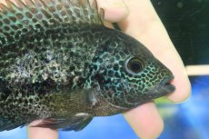画像3: 【淡水魚】【通販】激安 大きめ ヴィエジャ　グッドラータム【１匹 サンプル画像】(±14-15cm)(大型魚)(生体)(熱帯魚)NKO (3)