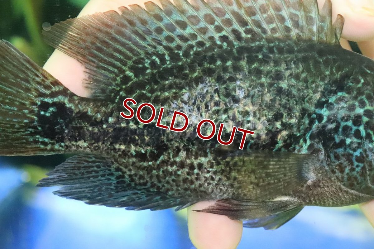 画像4: 【ウィンターセール 10％OFF対象商品】【淡水魚】【通販】激安 大きめ ヴィエジャ　グッドラータム【１匹 サンプル画像】(±14-15cm)(大型魚)(生体)(熱帯魚)NKO (4)