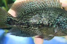 画像4: 【淡水魚】【通販】激安 大きめ ヴィエジャ　グッドラータム【１匹 サンプル画像】(±14-15cm)(大型魚)(生体)(熱帯魚)NKO (4)
