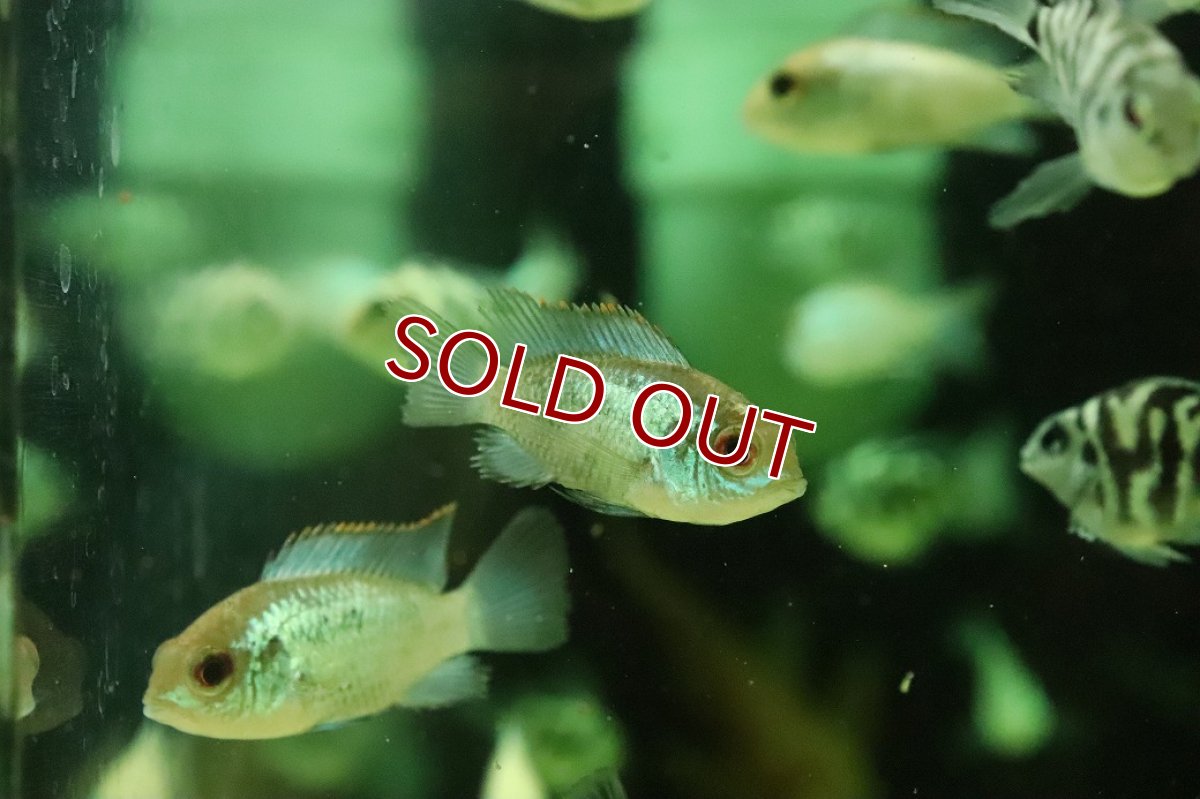 画像1: 【淡水魚】【通販】コバルトブルーアカラ【１匹 サンプル画像】(大型魚)(生体)(熱帯魚)NKO (1)