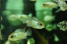 画像1: 【淡水魚】【通販】コバルトブルーアカラ【１匹 サンプル画像】(大型魚)(生体)(熱帯魚)NKO (1)