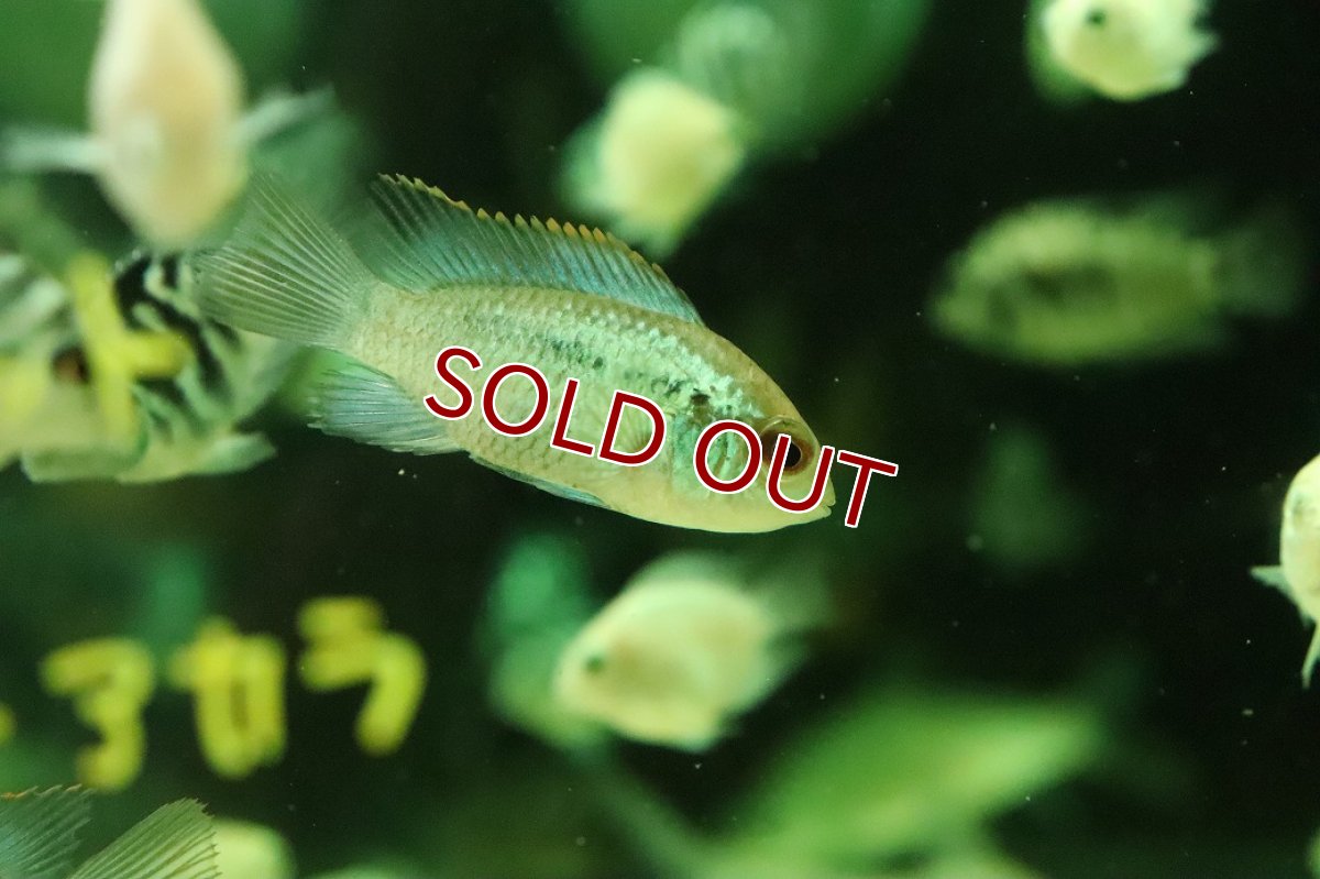 画像2: 【淡水魚】【通販】コバルトブルーアカラ【１匹 サンプル画像】(大型魚)(生体)(熱帯魚)NKO (2)