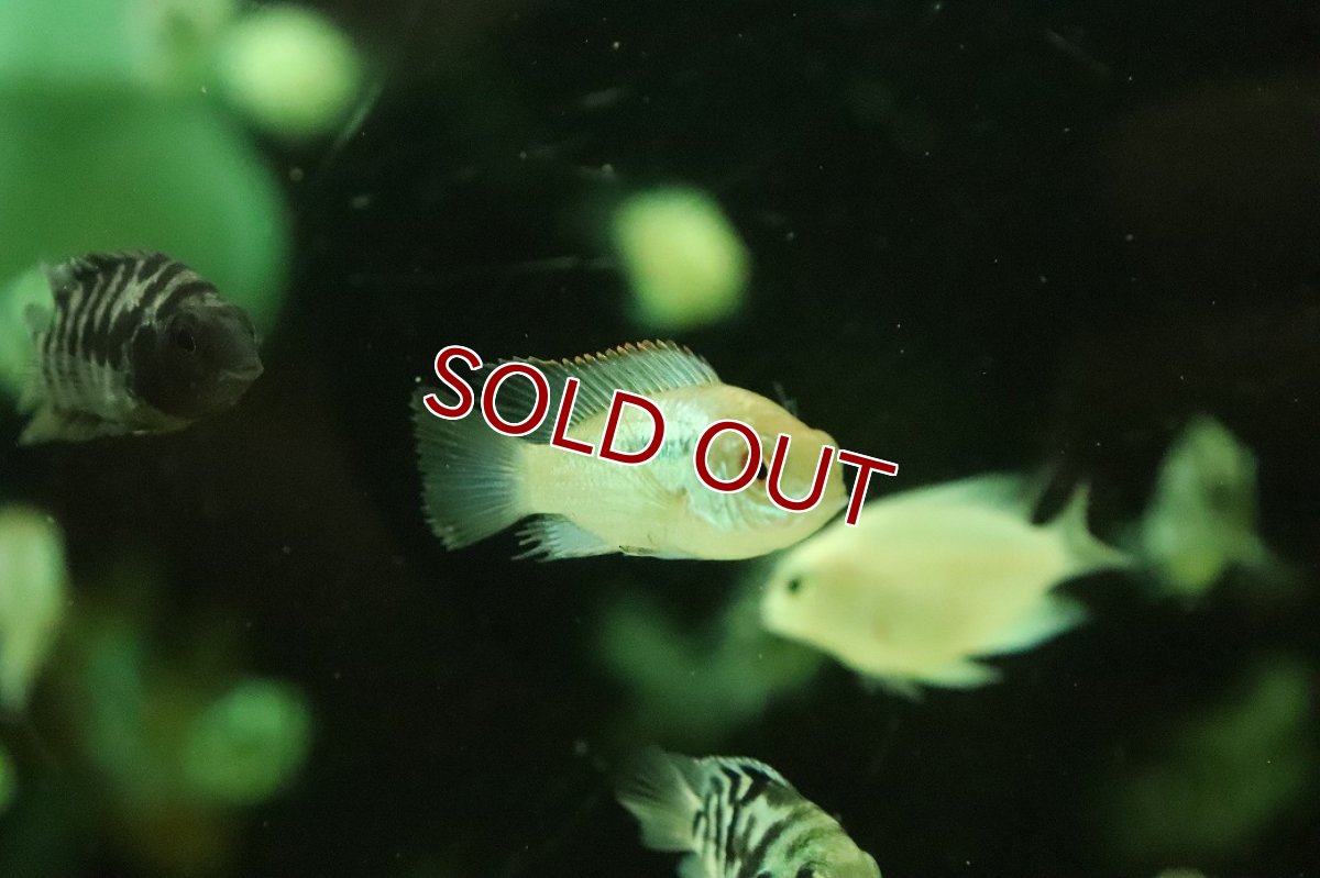 画像3: 【淡水魚】【通販】コバルトブルーアカラ【１匹 サンプル画像】(大型魚)(生体)(熱帯魚)NKO (3)