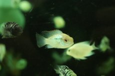 画像3: 【淡水魚】【通販】コバルトブルーアカラ【１匹 サンプル画像】(大型魚)(生体)(熱帯魚)NKO (3)
