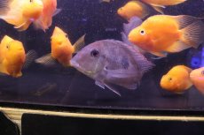 画像1: 【淡水魚】【通販】爆安 大きめ ゲオファーガスsp【１匹 サンプル画像】(±15cm)(大型魚)(生体)(熱帯魚)NKO (1)