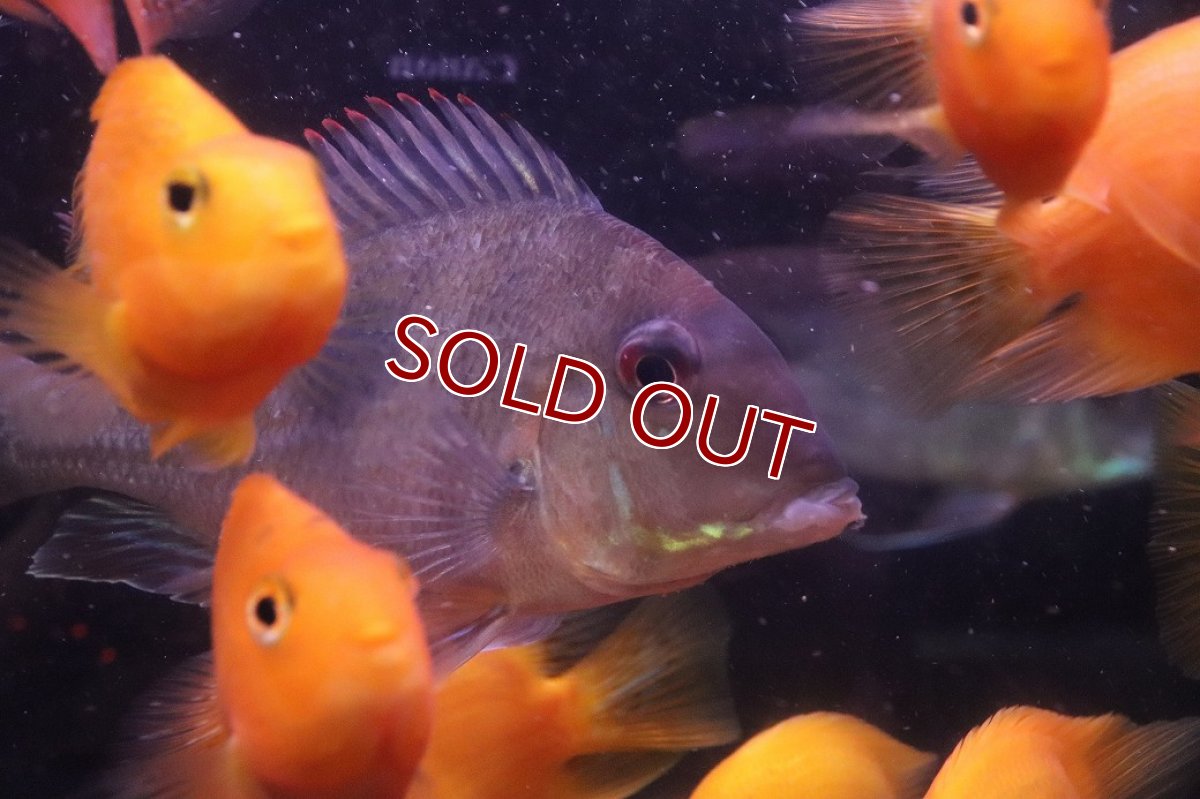 画像2: 【淡水魚】【通販】爆安 大きめ ゲオファーガスsp【１匹 サンプル画像】(±15cm)(大型魚)(生体)(熱帯魚)NKO (2)