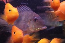 画像2: 【淡水魚】【通販】爆安 大きめ ゲオファーガスsp【１匹 サンプル画像】(±15cm)(大型魚)(生体)(熱帯魚)NKO (2)