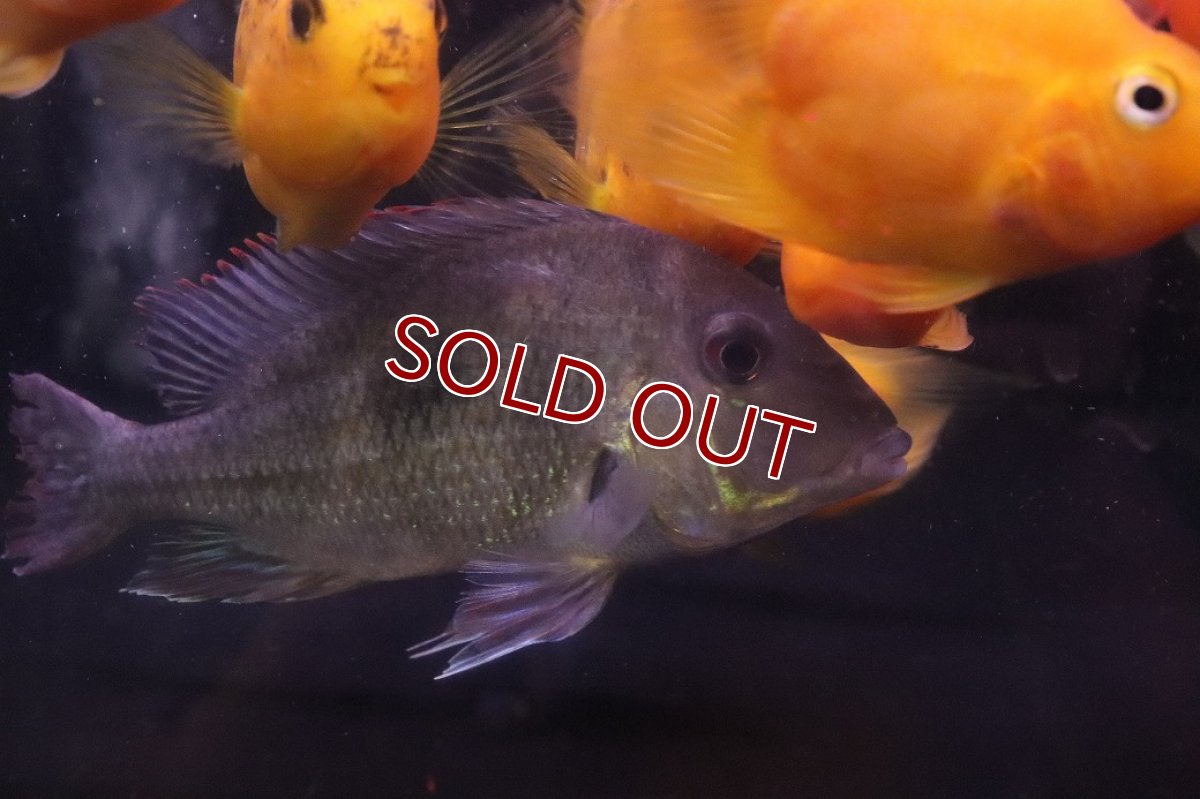 画像3: 【淡水魚】【通販】爆安 大きめ ゲオファーガスsp【１匹 サンプル画像】(±15cm)(大型魚)(生体)(熱帯魚)NKO (3)