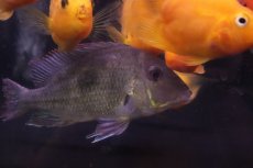 画像3: 【淡水魚】【通販】爆安 大きめ ゲオファーガスsp【１匹 サンプル画像】(±15cm)(大型魚)(生体)(熱帯魚)NKO (3)