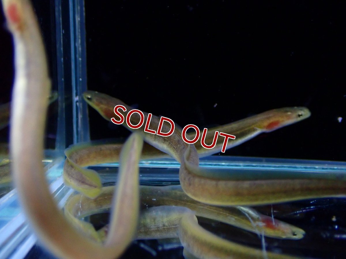 画像1: 【淡水魚】【通販】大特価 オオウナギ【１匹 サンプル画像】(±5-10cm)(大型魚)(生体)(熱帯魚)NKO (1)