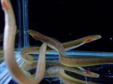 画像1: 【淡水魚】【通販】大特価 オオウナギ【１匹 サンプル画像】(±5-10cm)(大型魚)(生体)(熱帯魚)NKO (1)