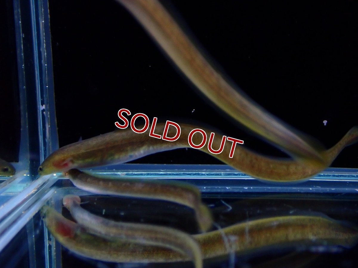 画像2: 【淡水魚】【通販】大特価 オオウナギ【１匹 サンプル画像】(±5-10cm)(大型魚)(生体)(熱帯魚)NKO (2)