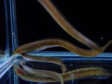 画像2: 【淡水魚】【通販】大特価 オオウナギ【１匹 サンプル画像】(±5-10cm)(大型魚)(生体)(熱帯魚)NKO (2)