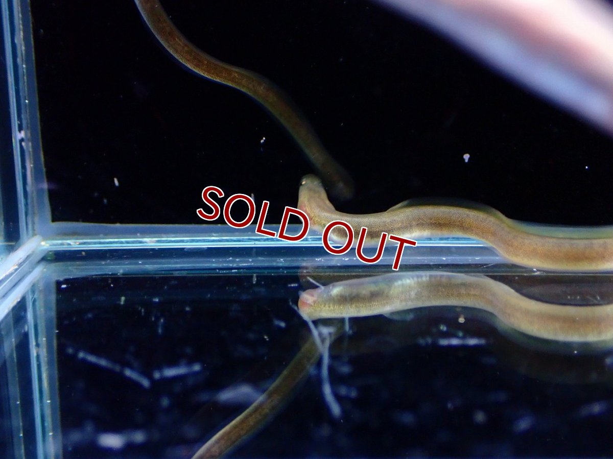 画像3: 【淡水魚】【通販】大特価 オオウナギ【１匹 サンプル画像】(±5-10cm)(大型魚)(生体)(熱帯魚)NKO (3)