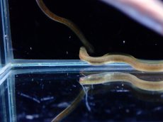画像3: 【淡水魚】【通販】大特価 オオウナギ【１匹 サンプル画像】(±5-10cm)(大型魚)(生体)(熱帯魚)NKO (3)