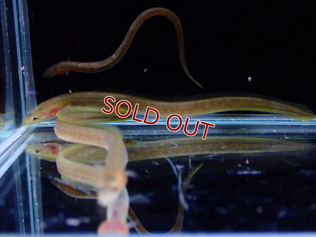 画像4: 【淡水魚】【通販】大特価 オオウナギ【１匹 サンプル画像】(±5-10cm)(大型魚)(生体)(熱帯魚)NKO (4)
