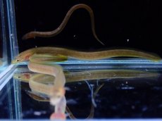 画像4: 【淡水魚】【通販】大特価 オオウナギ【１匹 サンプル画像】(±5-10cm)(大型魚)(生体)(熱帯魚)NKO (4)