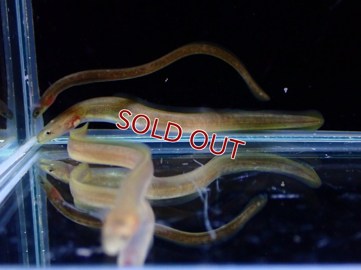 画像5: 【淡水魚】【通販】大特価 オオウナギ【１匹 サンプル画像】(±5-10cm)(大型魚)(生体)(熱帯魚)NKO (5)