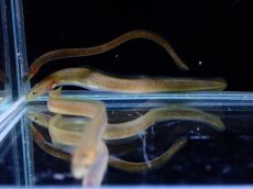 画像5: 【淡水魚】【通販】大特価 オオウナギ【１匹 サンプル画像】(±5-10cm)(大型魚)(生体)(熱帯魚)NKO (5)