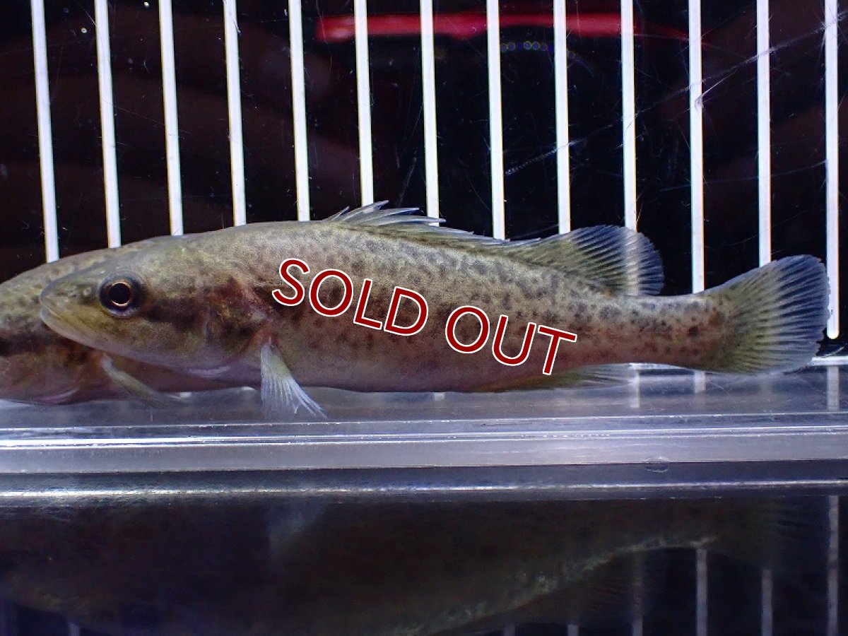 画像1: 【淡水魚】【通販】人工飼料爆食 爆安 マーレーコッド【2匹 サンプル画像】(±8-10cm)(大型魚)(生体)(熱帯魚)NKO (1)