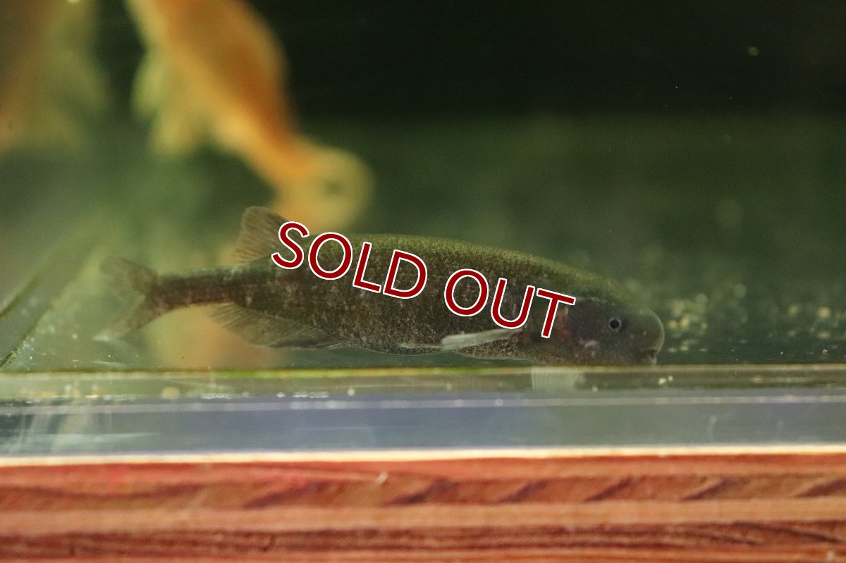 画像1: 【淡水魚】【通販】特価 ホエールエレファント【1匹 サンプル画像】(±7cm)(大型魚)(生体)(熱帯魚)NKO (1)