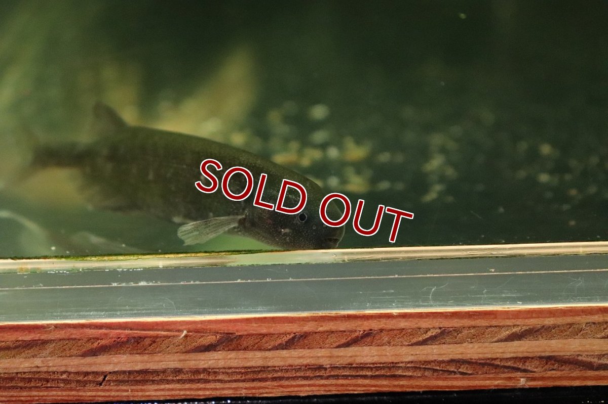 画像2: 【淡水魚】【通販】特価 ホエールエレファント【1匹 サンプル画像】(±7cm)(大型魚)(生体)(熱帯魚)NKO (2)