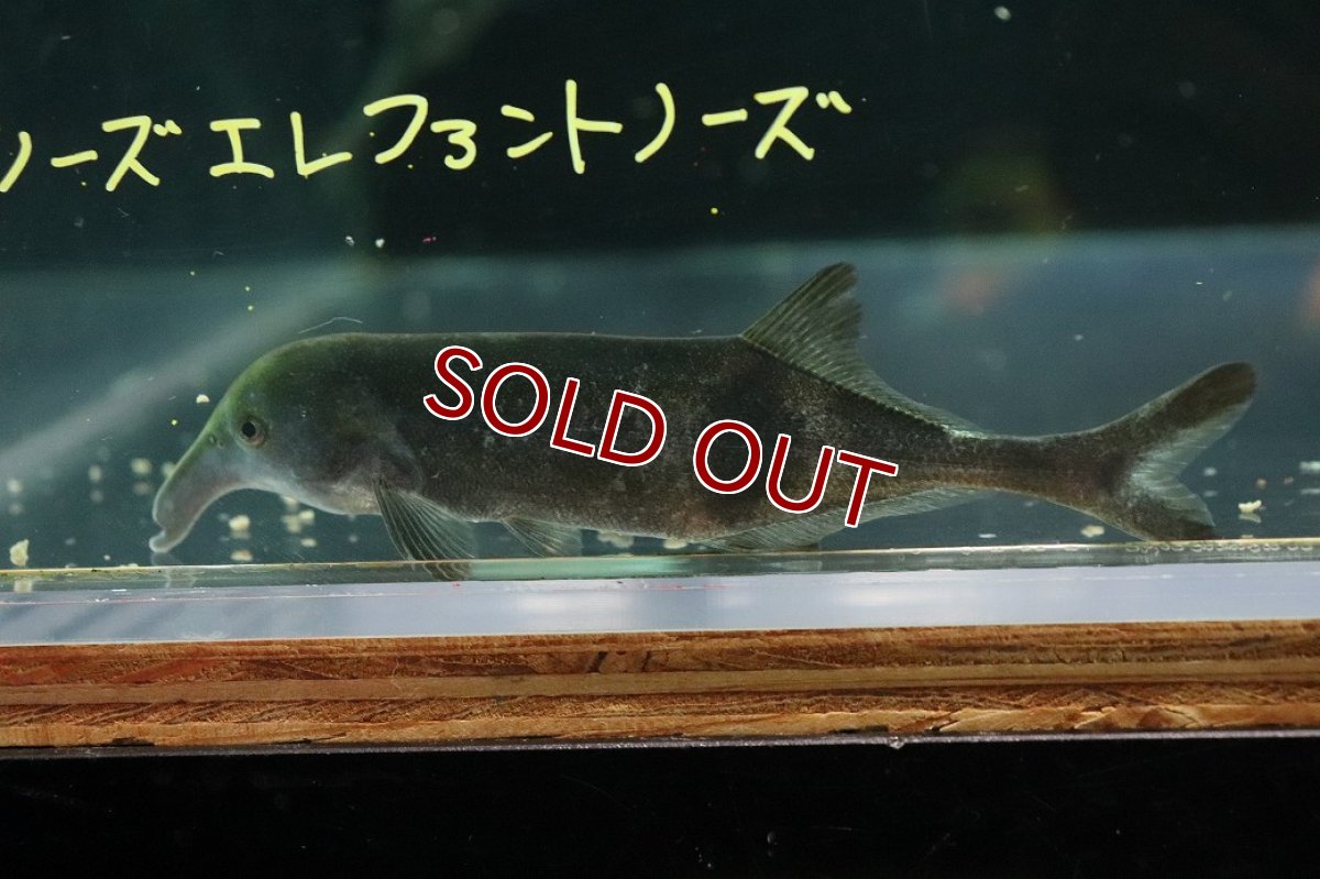 画像1: 【10%OFF対象商品30周年セール】【淡水魚】【通販】ロングノーズ エレファントノーズ ワイルド【1匹 サンプル画像】(±10cm)(大型魚)(生体)(熱帯魚)NKO (1)