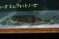 画像1: 【淡水魚】【通販】ロングノーズ エレファントノーズ ワイルド【1匹 サンプル画像】(±10cm)(大型魚)(生体)(熱帯魚)NKO (1)