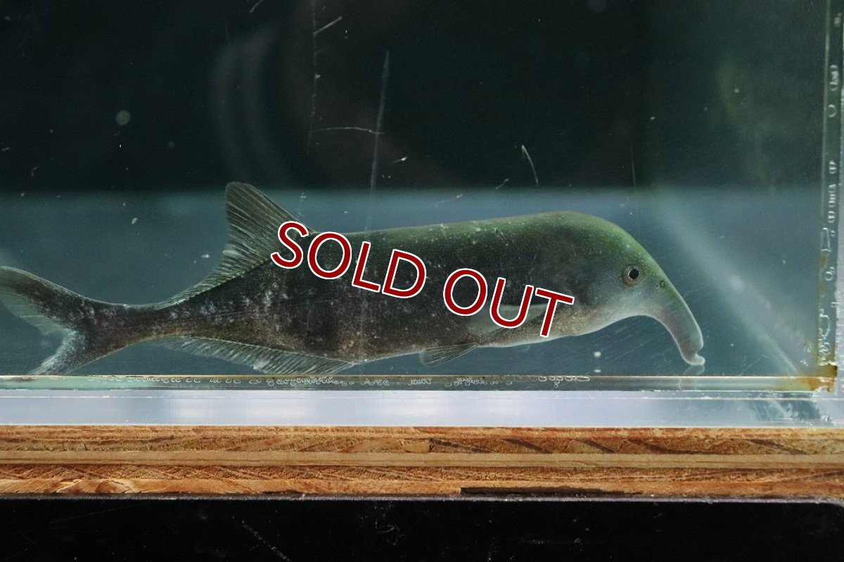 画像2: 【10%OFF対象商品30周年セール】【淡水魚】【通販】ロングノーズ エレファントノーズ ワイルド【1匹 サンプル画像】(±10cm)(大型魚)(生体)(熱帯魚)NKO (2)