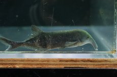 画像2: 【淡水魚】【通販】ロングノーズ エレファントノーズ ワイルド【1匹 サンプル画像】(±10cm)(大型魚)(生体)(熱帯魚)NKO (2)
