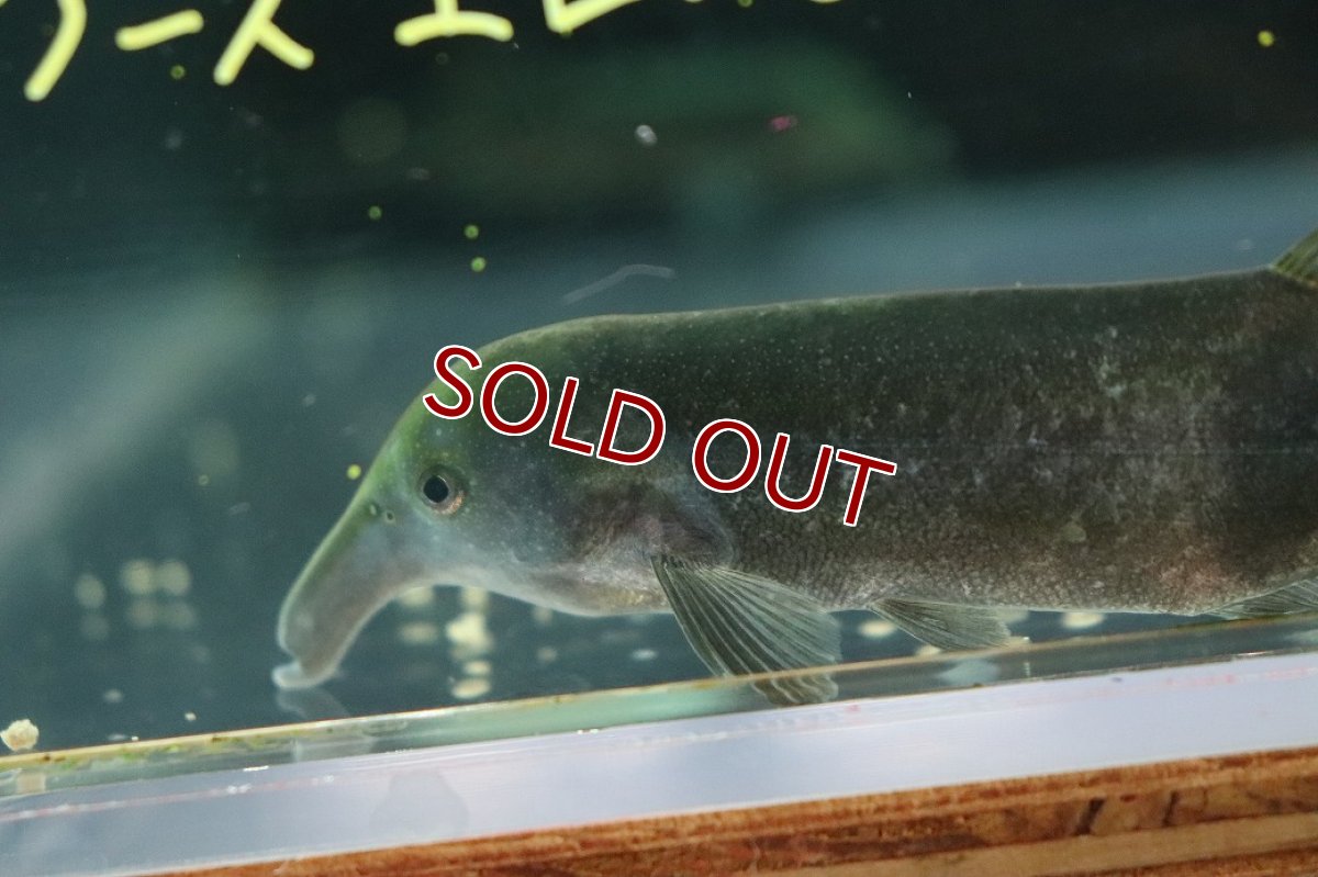 画像3: 【10%OFF対象商品30周年セール】【淡水魚】【通販】ロングノーズ エレファントノーズ ワイルド【1匹 サンプル画像】(±10cm)(大型魚)(生体)(熱帯魚)NKO (3)