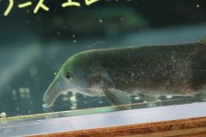 画像3: 【淡水魚】【通販】ロングノーズ エレファントノーズ ワイルド【1匹 サンプル画像】(±10cm)(大型魚)(生体)(熱帯魚)NKO (3)