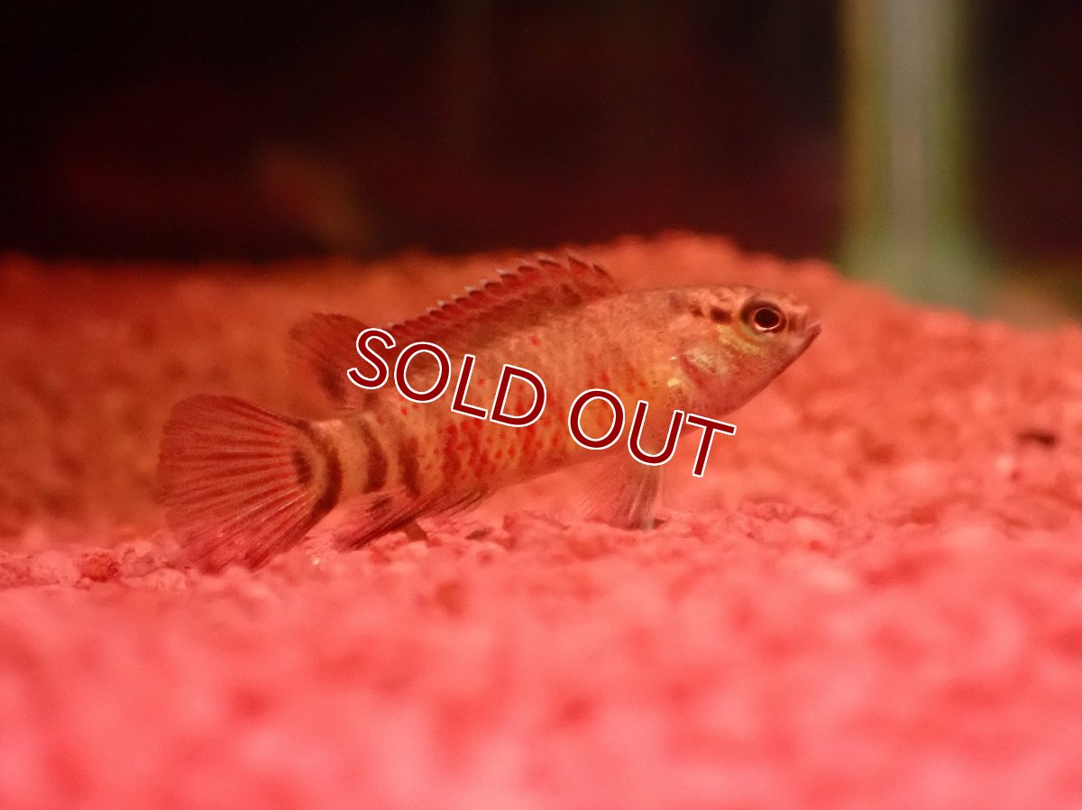 画像1: 【ウィンターセール 10％OFF対象商品】【淡水魚】【通販】レア種 フレームドットバジス【1匹 サンプル画像】(生体)(熱帯魚)NK (1)