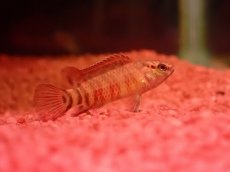 画像1: 【淡水魚】【通販】レア種 フレームドットバジス【1匹 サンプル画像】(生体)(熱帯魚)NK (1)