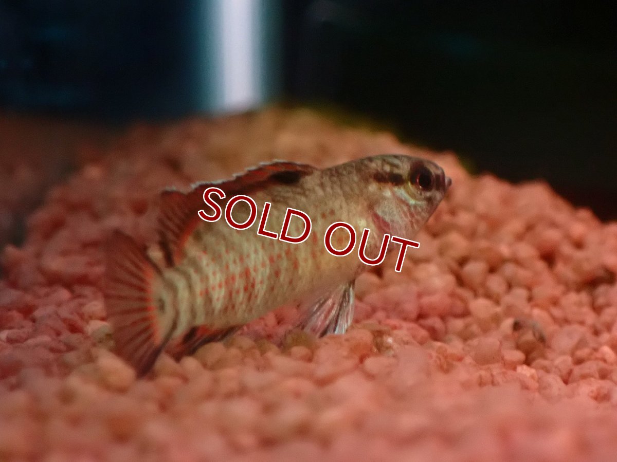 画像2: 【ウィンターセール 10％OFF対象商品】【淡水魚】【通販】レア種 フレームドットバジス【1匹 サンプル画像】(生体)(熱帯魚)NK (2)