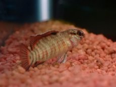 画像2: 【淡水魚】【通販】レア種 フレームドットバジス【1匹 サンプル画像】(生体)(熱帯魚)NK (2)